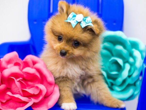 Pomeranian DOG Female Red & White 15332 Petland Wichita, Kansas