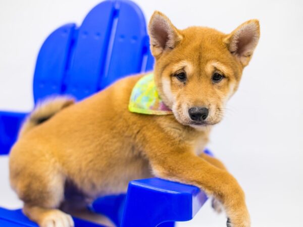 Shiba Inu DOG Male Sesame 15333 Petland Wichita, Kansas