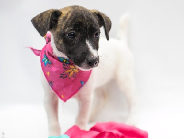 Jack Russell Terrier DOG Female Brindle & White 15334 Petland Wichita, Kansas