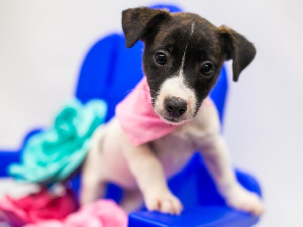 Jack Russell Terrier DOG Female Brindle & White 15335 Petland Wichita, Kansas