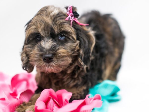 Cock A Poo-DOG-Female-Merle (one blue eye)-15339-Petland Wichita, Kansas