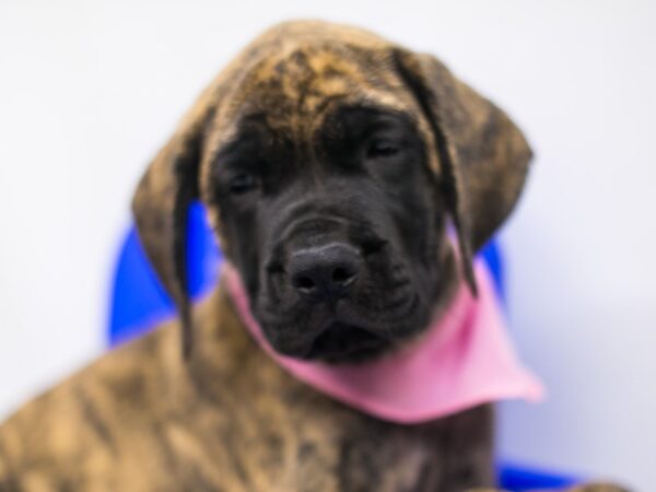 English Mastiff DOG Female Brindle 15337 Petland Wichita, Kansas