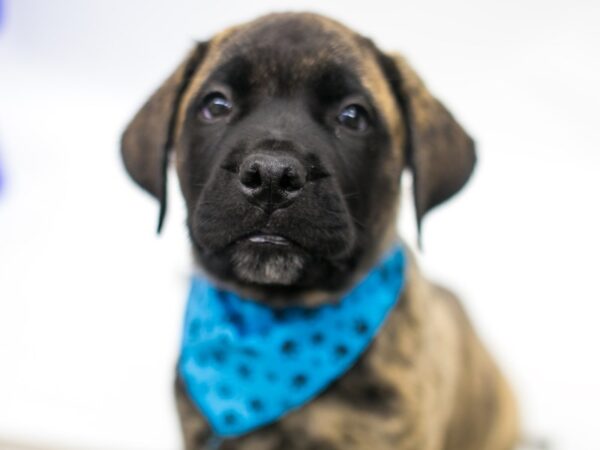 English Mastiff DOG Male Brindle 15336 Petland Wichita, Kansas