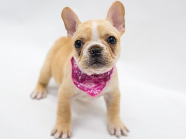 French Bulldog DOG Female Cream & White 15345 Petland Wichita, Kansas