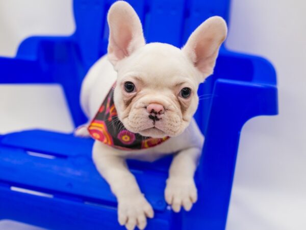 French Bulldog DOG Female White & Cream 15344 Petland Wichita, Kansas