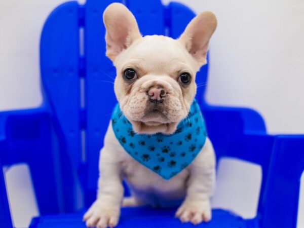 French Bulldog DOG Male White & Cream 15343 Petland Wichita, Kansas