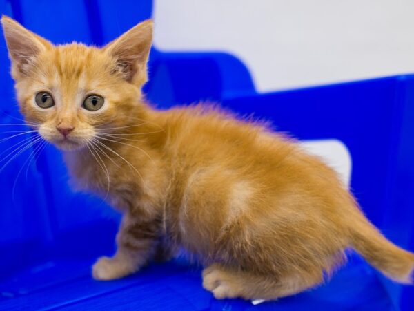 Kitten CAT Female Orange 15341 Petland Wichita, Kansas