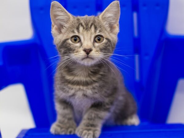 Kitten-CAT-Male-Grey Tabby-15338-Petland Wichita, Kansas