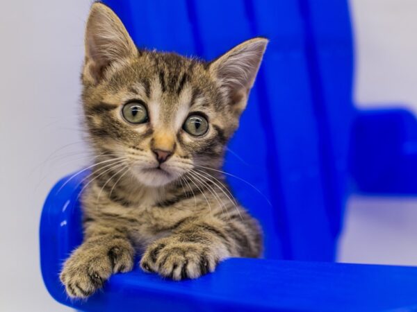 Kitten CAT Male Dark Tabby 15339 Petland Wichita, Kansas