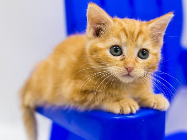 Kitten-CAT-Female-Orange-15340-Petland Wichita, Kansas