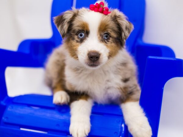 Miniature Australian Shepherd DOG Female Red Merle 15366 Petland Wichita, Kansas