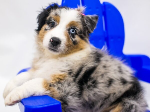 Miniature Australian Shepherd DOG Male Blue Merle 15365 Petland Wichita, Kansas