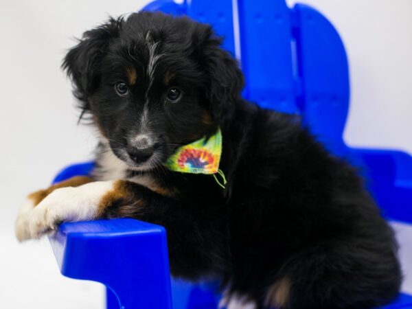 Miniature Australian Shepherd DOG Male Black Tri 15364 Petland Wichita, Kansas