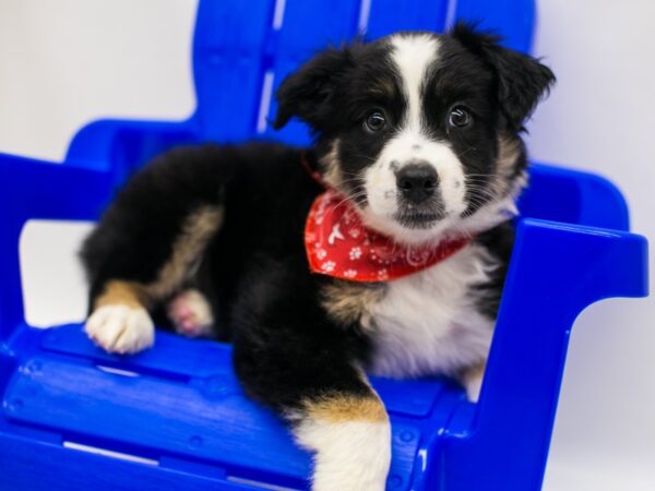 Miniature Australian Shepherd DOG Male Black Tri 15363 Petland Wichita, Kansas