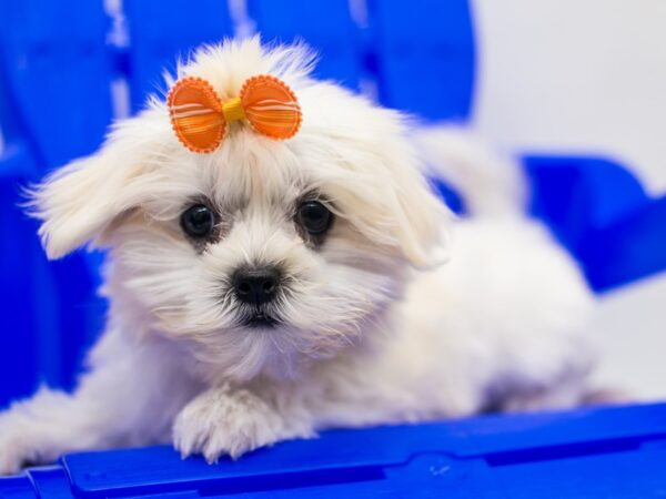 Peke-A-Tese DOG Female White & cream Parti 15362 Petland Wichita, Kansas