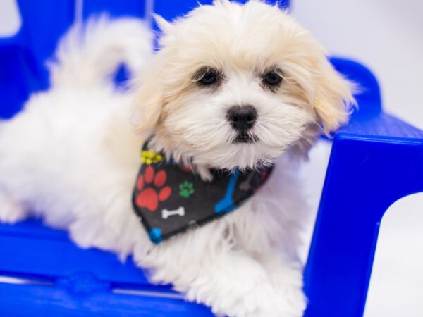 Peke-A-Tese DOG Male White & cream Parti 15361 Petland Wichita, Kansas