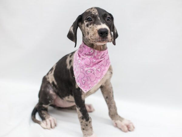 Great Dane DOG Female Blue Merle 15360 Petland Wichita, Kansas