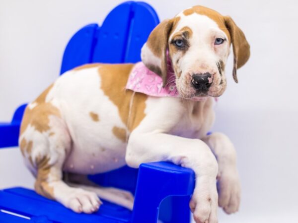 Great Dane DOG Female Fawn Harliquin (Blue Eyes) 15359 Petland Wichita, Kansas