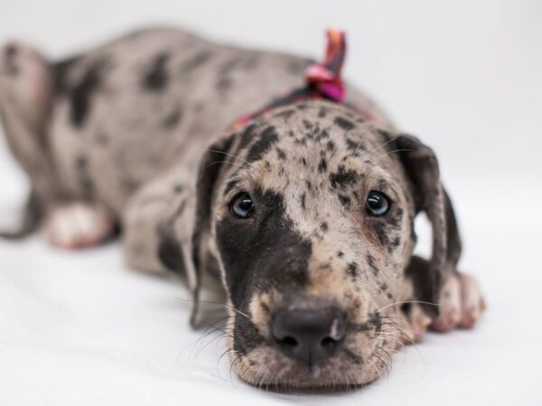 Great Dane DOG Female Blue Merle (Blue Eyes) 15358 Petland Wichita, Kansas