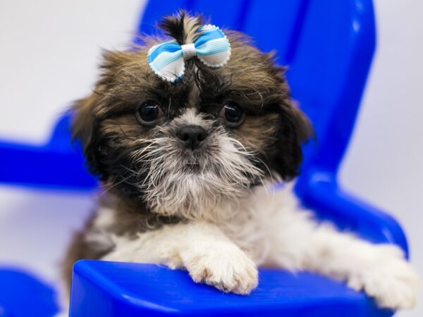 Shih Tzu DOG Female Gold & White 15356 Petland Wichita, Kansas