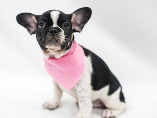 French Bulldog DOG Female Black Tri Pibald 15355 Petland Wichita, Kansas