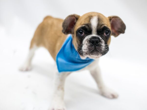 French Bulldog-DOG-Male-Fawn Pibald-15354-Petland Wichita, Kansas