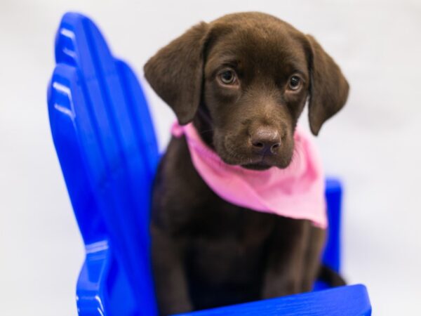 English Labrador Retriever DOG Female Chocolate 15353 Petland Wichita, Kansas