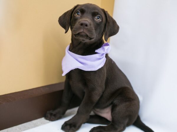 English Labrador Retriever DOG Female Chocolate 15352 Petland Wichita, Kansas