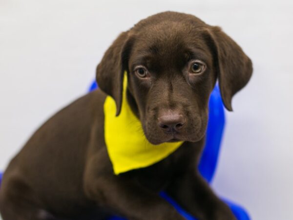 English Labrador Retriever DOG Male Chocolate 15351 Petland Wichita, Kansas