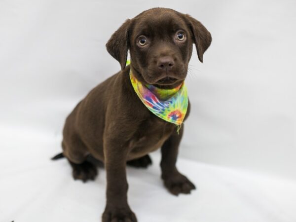 English Labrador Retriever DOG Male Chocolate 15350 Petland Wichita, Kansas