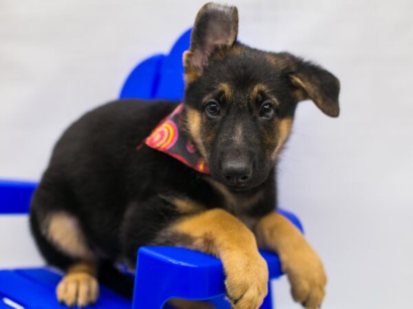 German Shepherd DOG Female Black & Tan 15349 Petland Wichita, Kansas