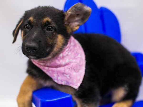 German Shepherd DOG Female Black & Tan 15348 Petland Wichita, Kansas