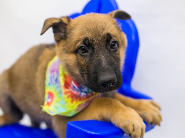 German Shepherd DOG Male Sable 15347 Petland Wichita, Kansas