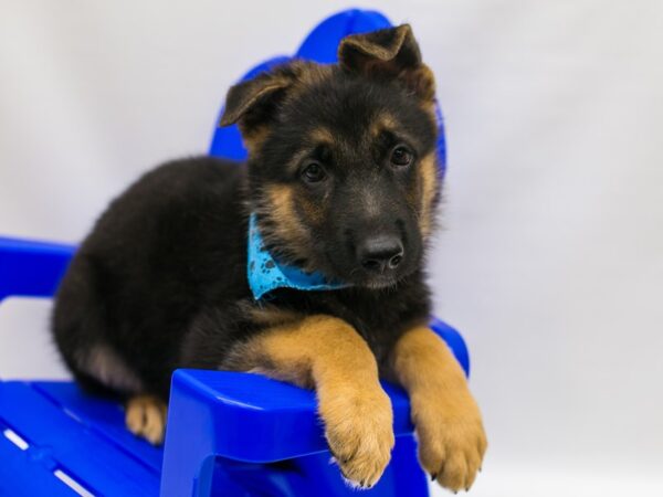 German Shepherd DOG Male Black & Tan 15346 Petland Wichita, Kansas