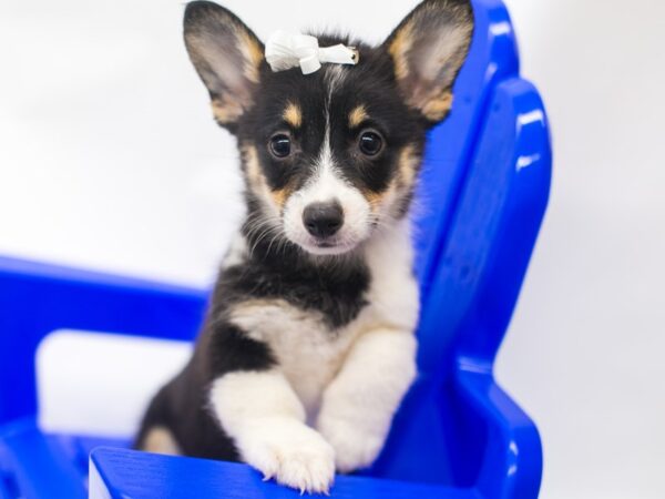 Pembroke Welsh Corgi DOG Female Black Tri 15392 Petland Wichita, Kansas