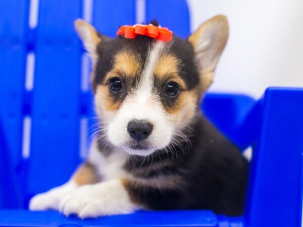 Pembroke Cardigan Welsh Corgi DOG Female Black Tri 15391 Petland Wichita, Kansas