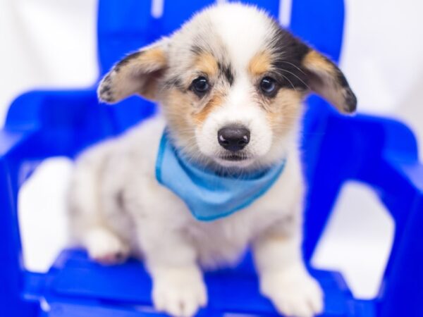 Pembroke Cardigan Welsh Corgi-DOG-Male-Blue Merle-15390-Petland Wichita, Kansas