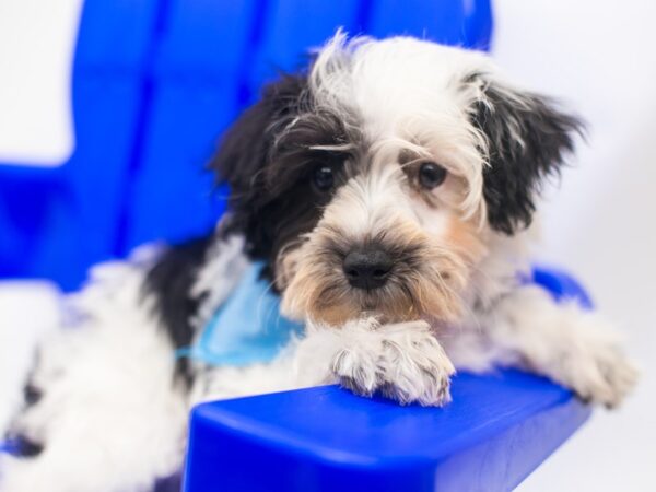 Miniature Schnauzer DOG Male Black & White Parti (half blue eye) 15389 Petland Wichita, Kansas