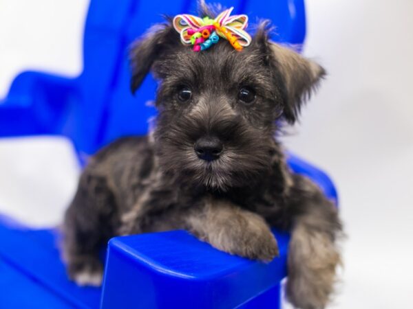 Miniature Schnauzer DOG Female Salt & Pepper 15388 Petland Wichita, Kansas