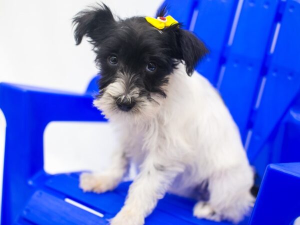 Miniature Schnauzer DOG Female Black & White Parti 15387 Petland Wichita, Kansas