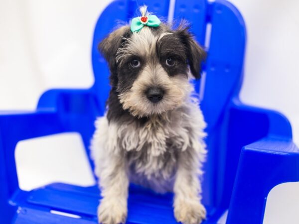 Miniature Schnauzer DOG Female Salt & Pepper Parti 15386 Petland Wichita, Kansas