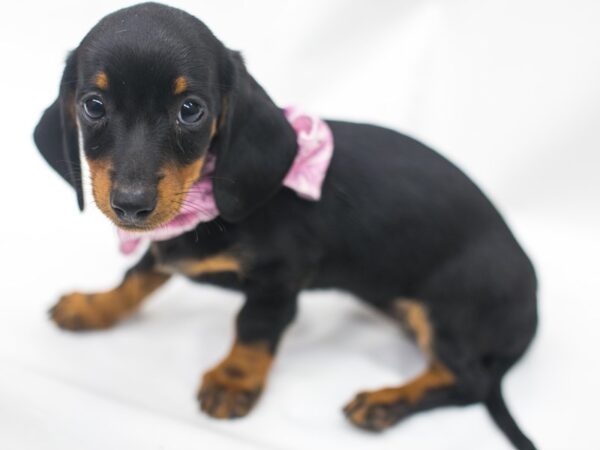 Miniature Dachshund DOG Female Black & Tan 15385 Petland Wichita, Kansas