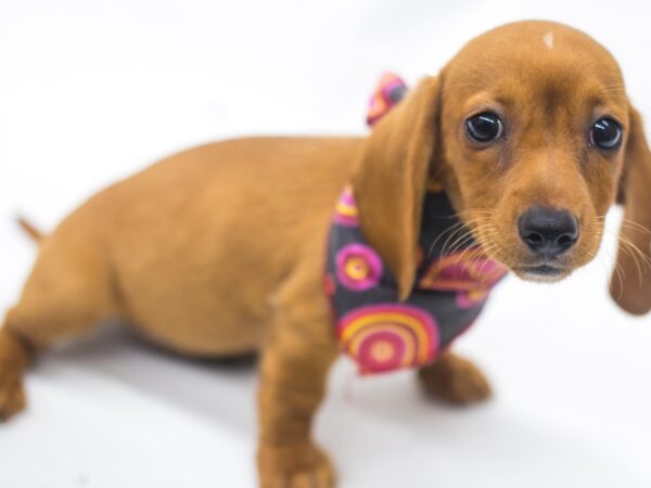 Miniature Dachshund DOG Female Red 15384 Petland Wichita, Kansas