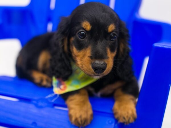 Miniature Dachshund DOG Male Long hair - Black & Tan 15383 Petland Wichita, Kansas