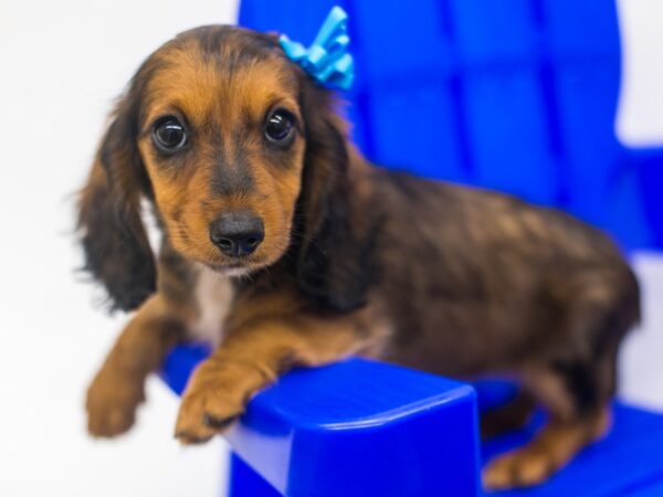 Miniature Dachshund DOG Female Long hair - Wild Boar 15382 Petland Wichita, Kansas