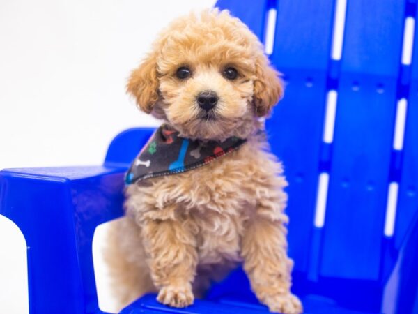 Toy Poodle DOG Male Apricot 15381 Petland Wichita, Kansas