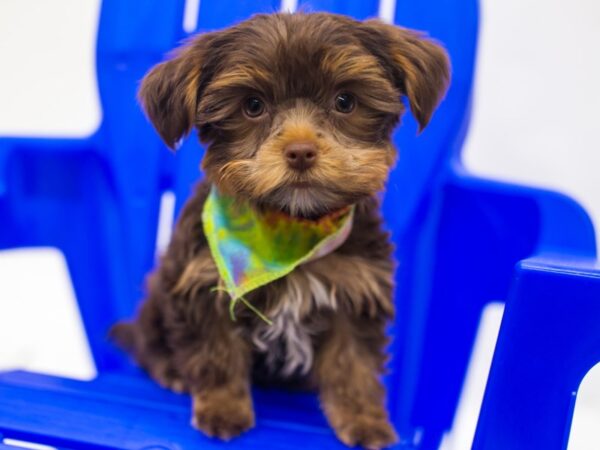 Yorkshire Terrier DOG Male Chocolate & Tan 15380 Petland Wichita, Kansas