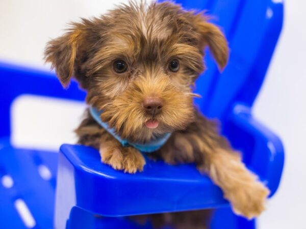 Yorkshire Terrier DOG Male Chocolate & Tan 15379 Petland Wichita, Kansas