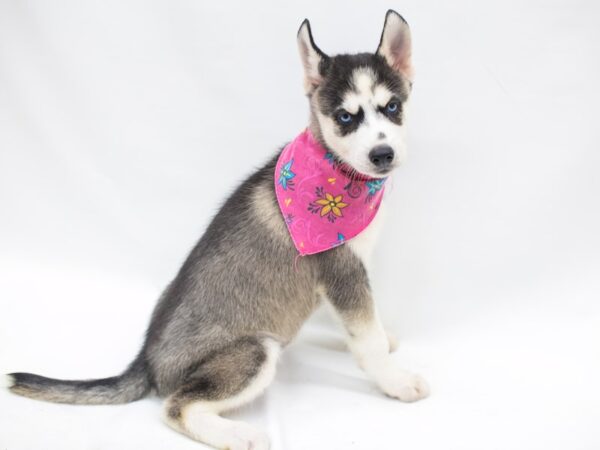 Siberian Husky DOG Female Black & White 15370 Petland Wichita, Kansas