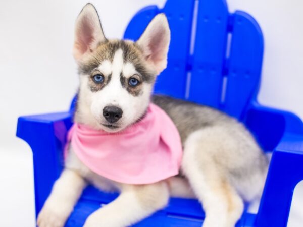 Siberian Husky DOG Female Silver & White 15369 Petland Wichita, Kansas